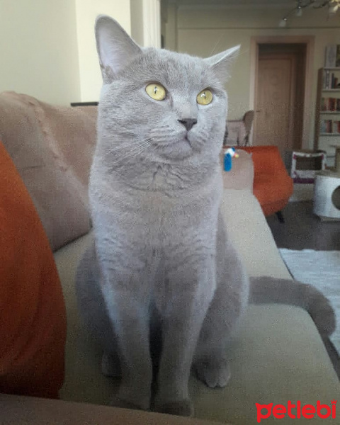 British Shorthair, Kedi  Tosun fotoğrafı