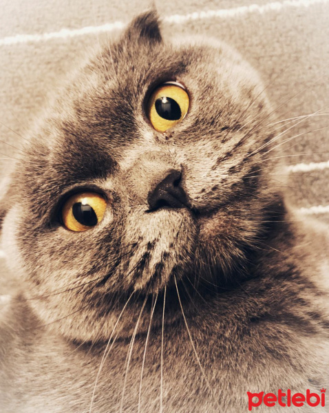 Scottish Fold, Kedi  Duman fotoğrafı
