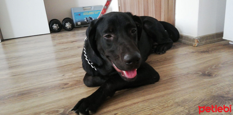 Labrador Retriever, Köpek  Alex fotoğrafı