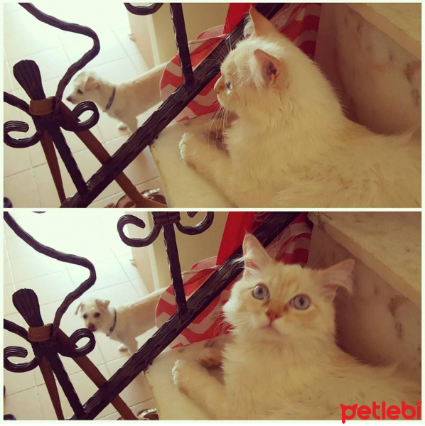 Ragdoll, Kedi  Leo fotoğrafı