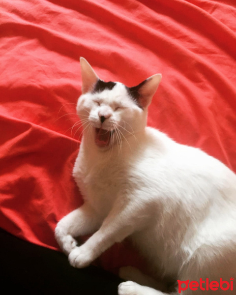 Tekir Kedi, Kedi  Arkadaş fotoğrafı