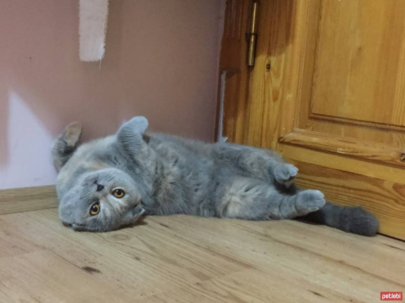 Scottish Fold, Kedi  Pati fotoğrafı