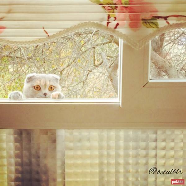 Scottish Fold, Kedi  Pati fotoğrafı