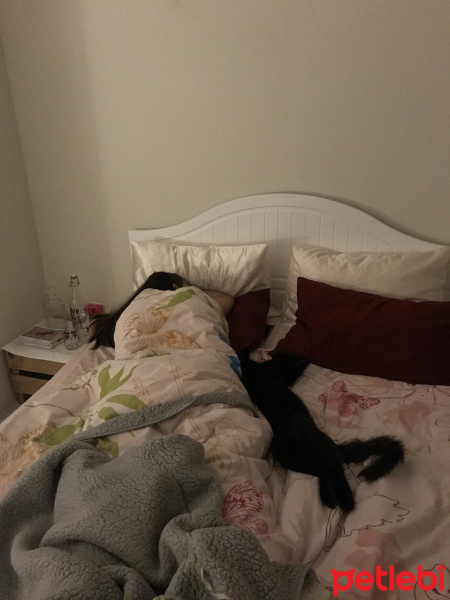 Soke, Kedi  Zeki fotoğrafı