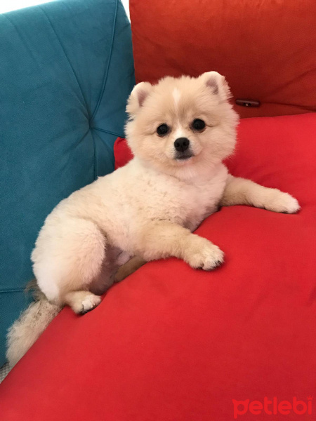 Pomeranyalı, Köpek  Leo fotoğrafı