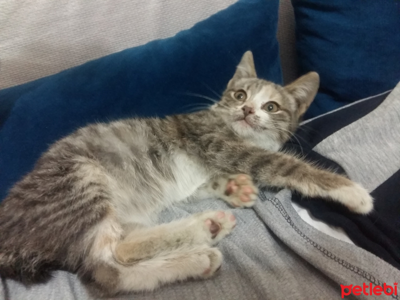Tekir Kedi, Kedi  Duman fotoğrafı