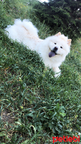 Chow Chow (çin Aslanı), Köpek  Mişa fotoğrafı