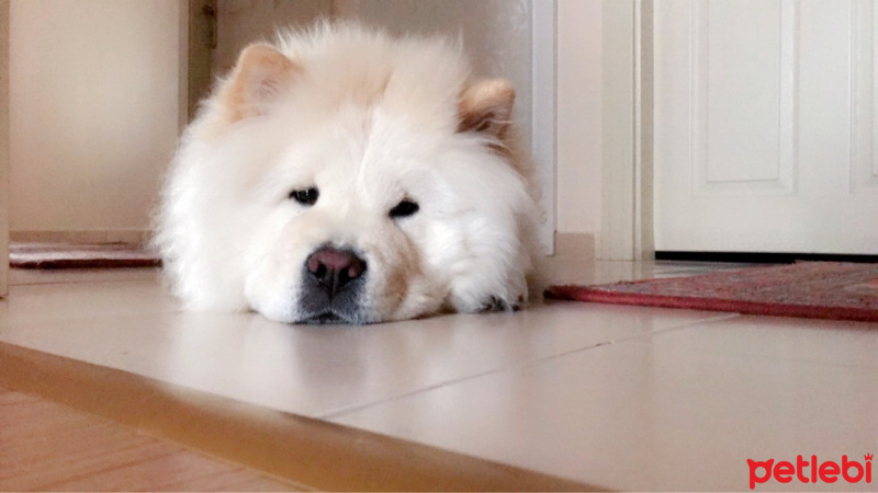 Chow Chow (çin Aslanı), Köpek  Mişa fotoğrafı