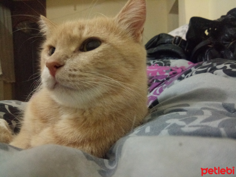 Sarman, Kedi  Köpük fotoğrafı