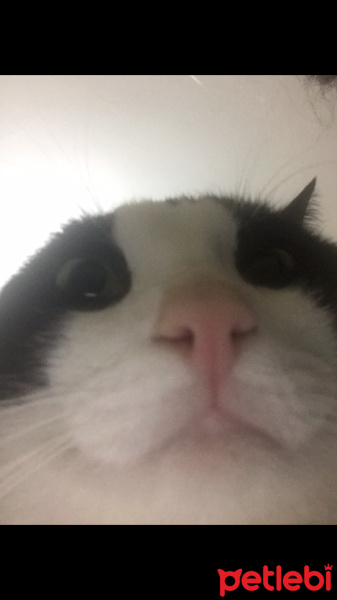 Tuxedo (Smokin) Kedi, Kedi  Misket fotoğrafı