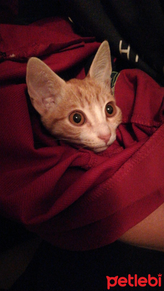 Tekir Kedi, Kedi  Yellowbaby fotoğrafı