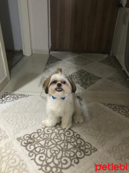 Shih Tzu, Köpek  Badem fotoğrafı