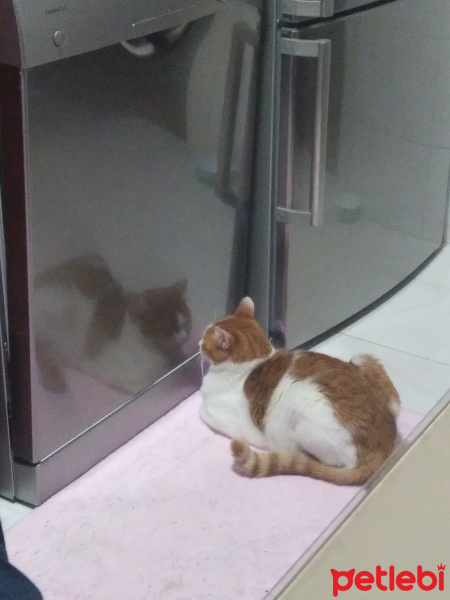 Tekir Kedi, Kedi  Helva fotoğrafı