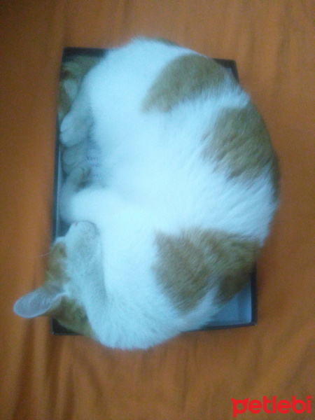 Tekir Kedi, Kedi  Helva fotoğrafı