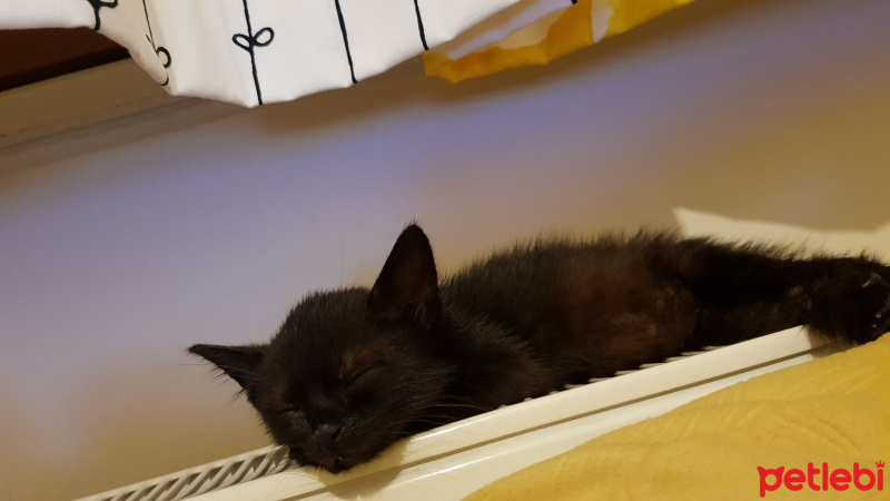 Bombay, Kedi  Rota fotoğrafı