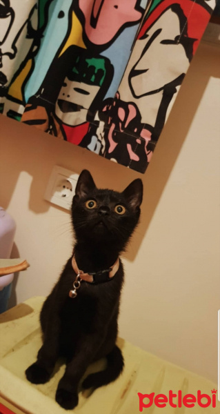 Bombay, Kedi  Rota fotoğrafı