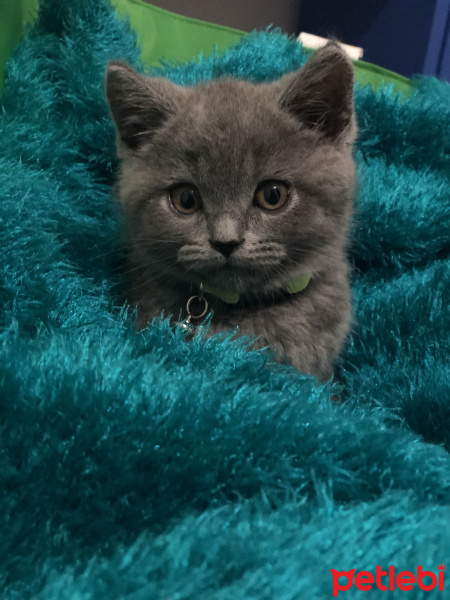 British Shorthair, Kedi  Mocha fotoğrafı