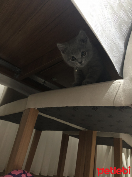 British Shorthair, Kedi  Mocha fotoğrafı