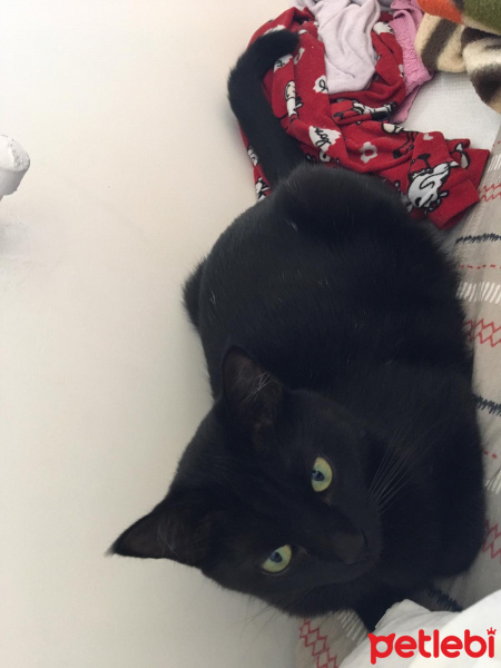Tekir Kedi, Kedi  Shelby fotoğrafı
