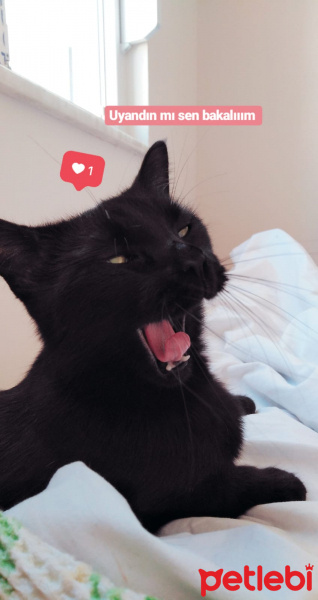 Tekir Kedi, Kedi  Shelby fotoğrafı