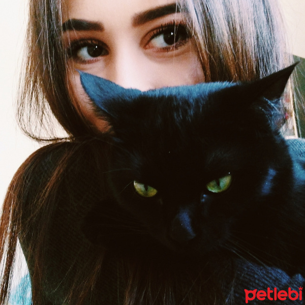 Tekir Kedi, Kedi  Shelby fotoğrafı