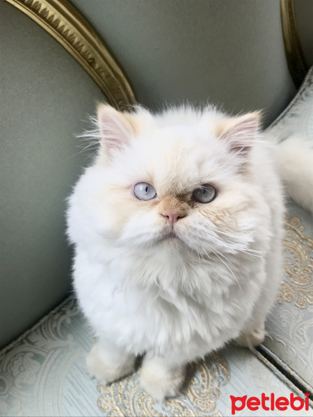 Himalayan, Kedi  Aşk fotoğrafı