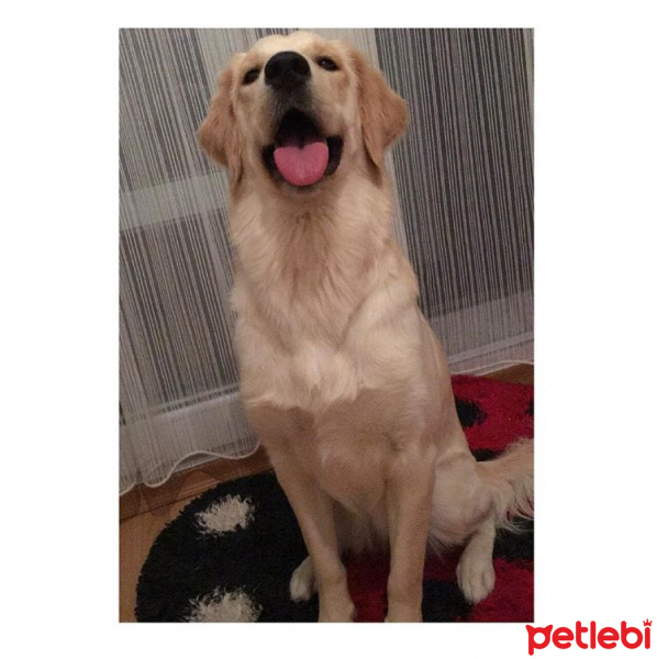 Golden Retriever, Köpek  Esla fotoğrafı