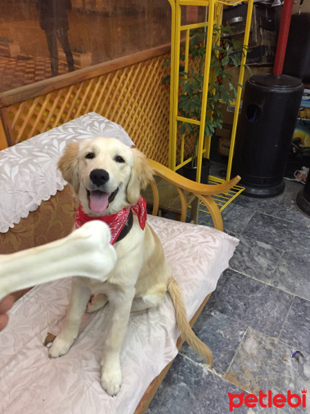 Golden Retriever, Köpek  Paşa fotoğrafı