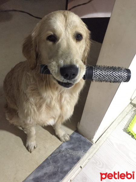 Golden Retriever, Köpek  Paşa fotoğrafı