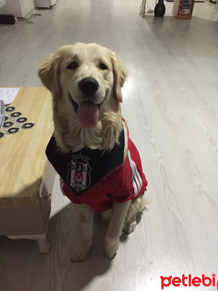 Golden Retriever, Köpek  Paşa fotoğrafı