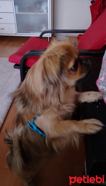 Pekingese, Köpek  Suzi fotoğrafı