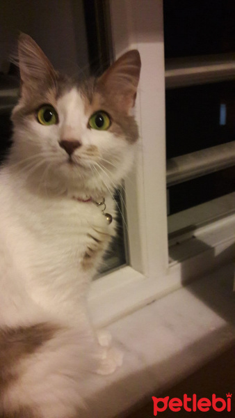 Tekir Kedi, Kedi  Çakıl fotoğrafı