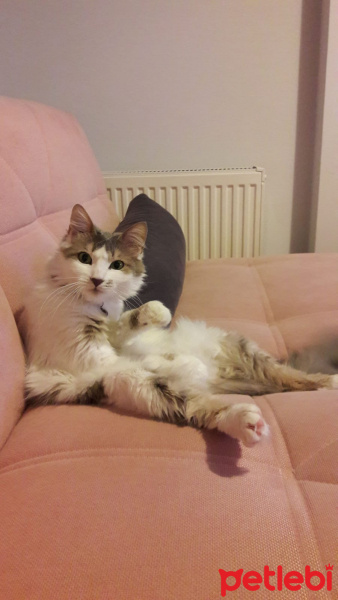 Tekir Kedi, Kedi  Çakıl fotoğrafı