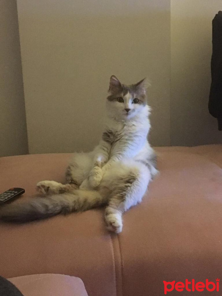 Tekir Kedi, Kedi  Çakıl fotoğrafı