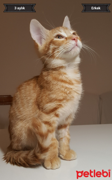 Tekir Kedi, Kedi  Yeni Sahibi Adını Verir fotoğrafı
