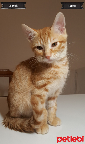 Tekir Kedi, Kedi  Yeni Sahibi Adını Verir fotoğrafı