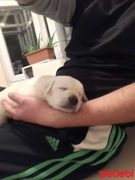 Golden Retriever, Köpek  Bobo fotoğrafı