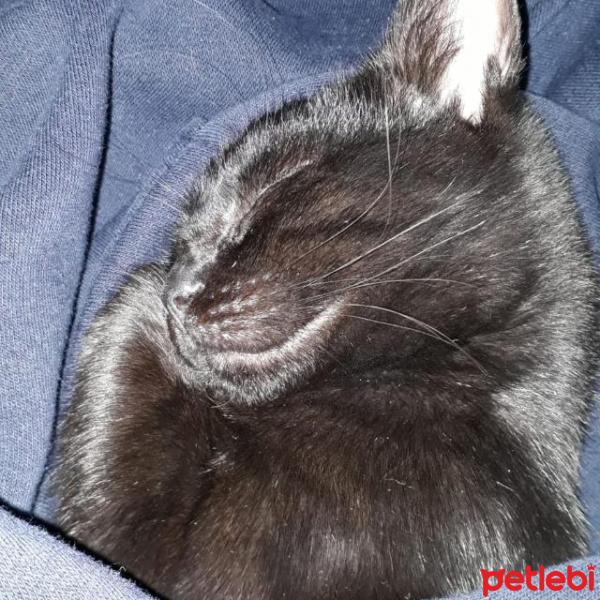 Soke, Kedi  Doris fotoğrafı