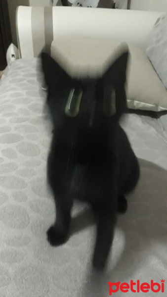 Soke, Kedi  Doris fotoğrafı