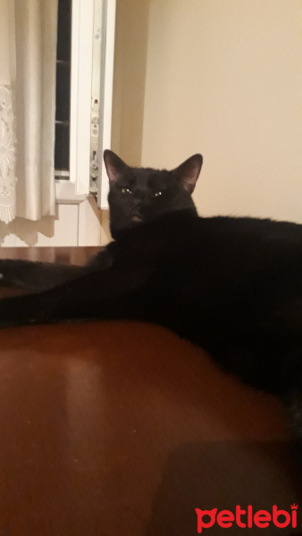 Soke, Kedi  Doris fotoğrafı