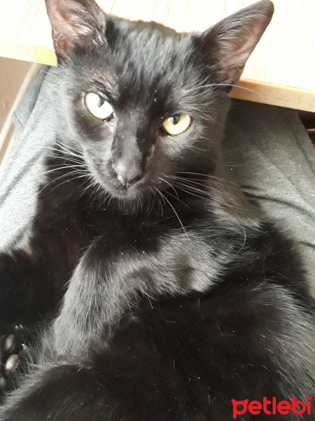 Soke, Kedi  Doris fotoğrafı