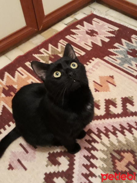Soke, Kedi  Doris fotoğrafı