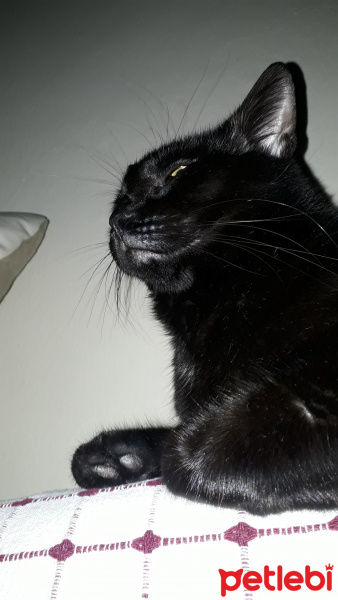 Soke, Kedi  Doris fotoğrafı
