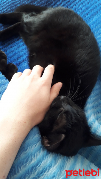 Soke, Kedi  Doris fotoğrafı