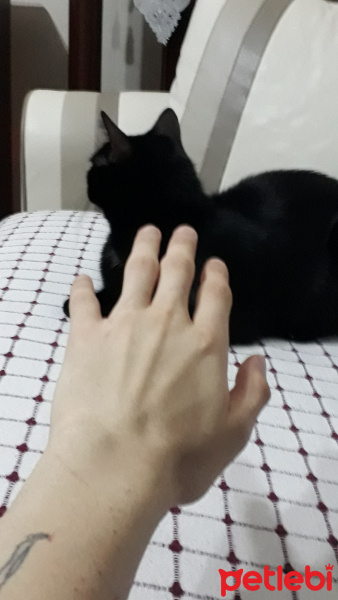 Soke, Kedi  Doris fotoğrafı