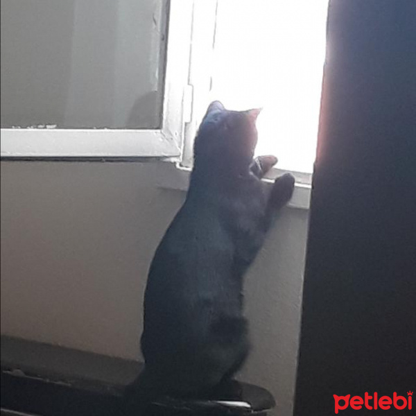 Soke, Kedi  Doris fotoğrafı