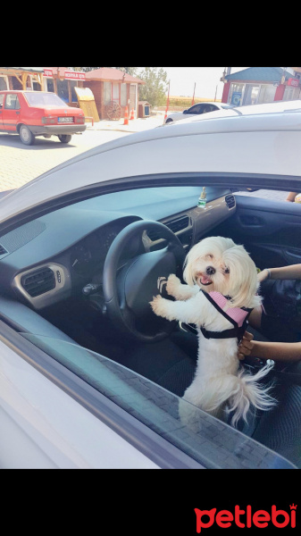 Shih Tzu, Köpek  Muffin  fotoğrafı