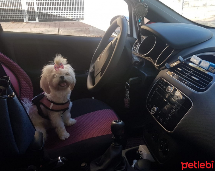 Shih Tzu, Köpek  Muffin  fotoğrafı