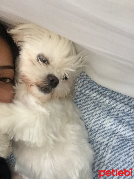 Shih Tzu, Köpek  Muffin  fotoğrafı