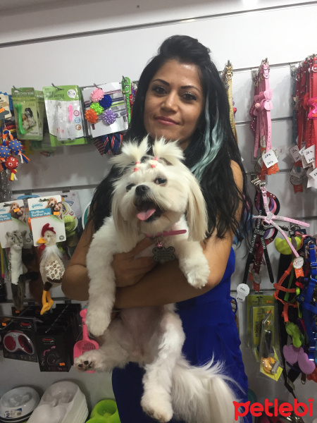 Shih Tzu, Köpek  Muffin  fotoğrafı